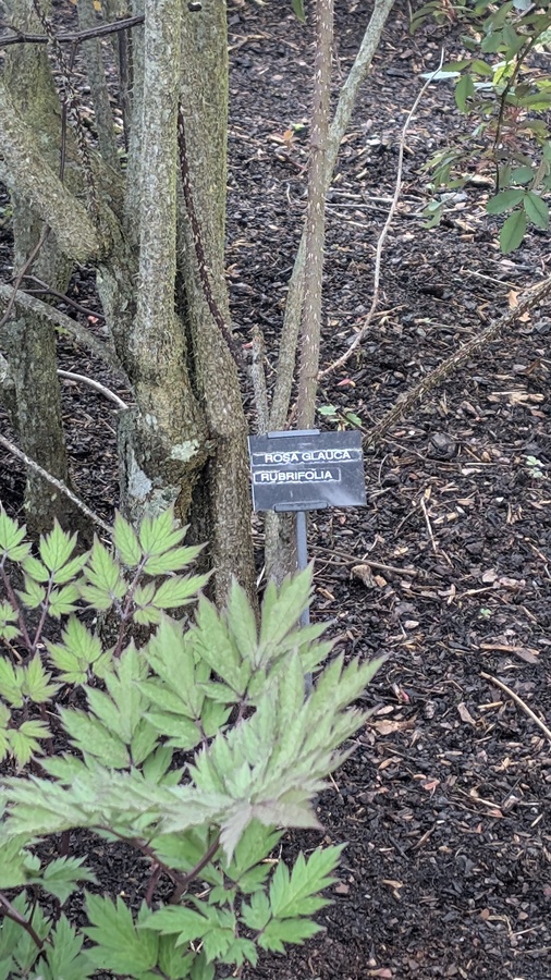 Rosa Glauca Rubrifolia